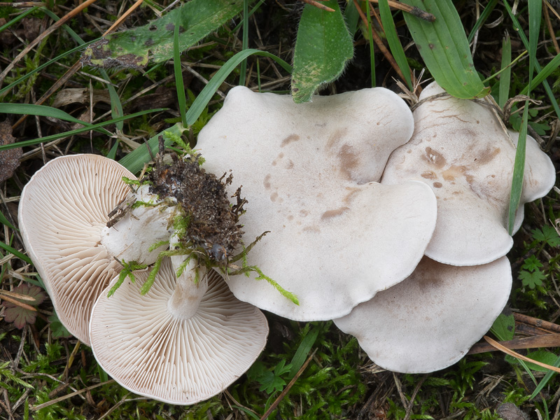 Clitocybe rivulosa